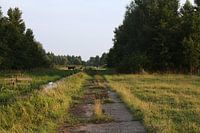 Rustic meadow - overgrown tarmac path with cows