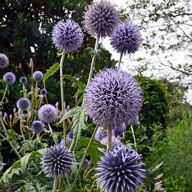 Chardon bleu avec ses fleurs violettes craquantes dans un jardin botanique écologique sur Gert Bunt