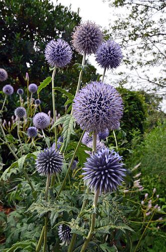 Kogeldistel  met zijn krakteristiek paarse bloemen in een ecologische heemtuin