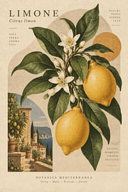 & n met citroenbloesem in de mediterrane tuin van MARTINA KUSUMA DEWI
