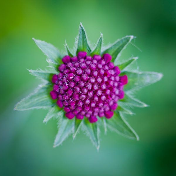For you by Silco Saaman