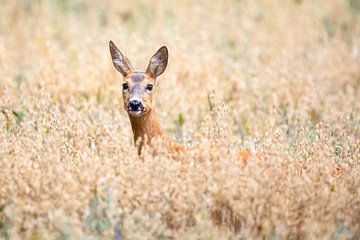 Des cerfs dans le champ d'avoine sur Daniela Beyer