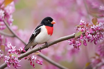Rose-breasted pome cracker (Pheucticus ludovicianus)