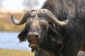 Buffel van Petervanderlecq