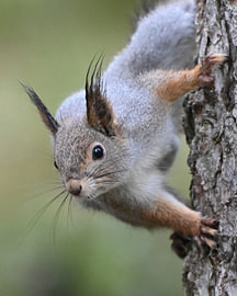 Face-to-face with squirrel (Sciurus vulgaris) by Rini Kools