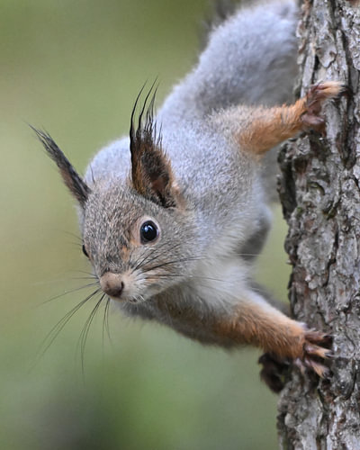 Face-to-face with squirrel (Sciurus vulgaris)