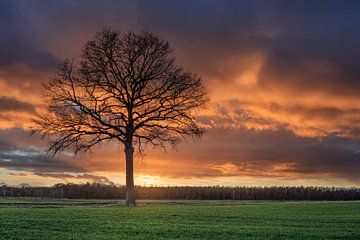 Landelijk landschap met boom in een veld en rode sunset_1 van Tony Vingerhoets