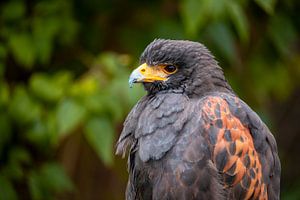 Portret van een woestijnbuizerd van Roland Brack