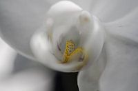 Orchidee macro