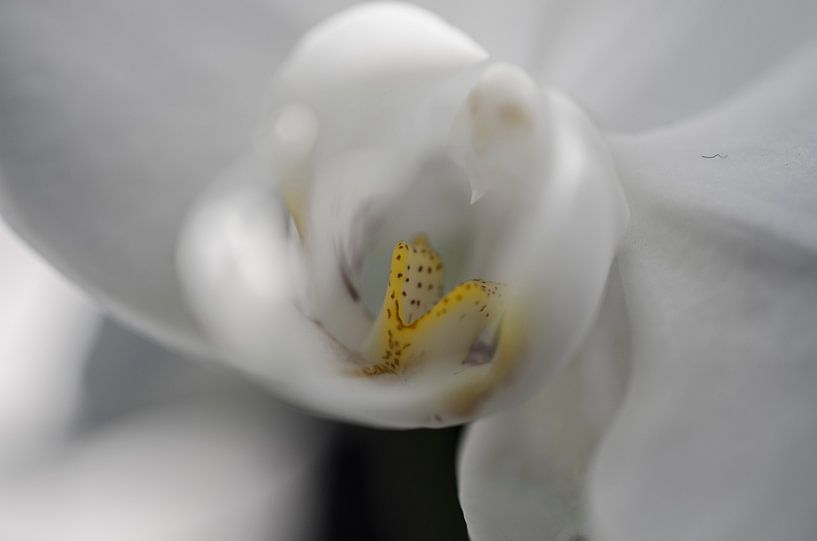 Orchidee macro von Robby Stifter
