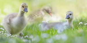 Junges Leben im Frühling