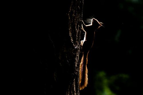 Backlight of red squirrel