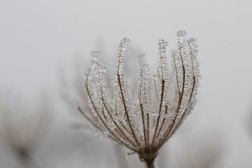 Bevroren bloemen van Anne Ponsen
