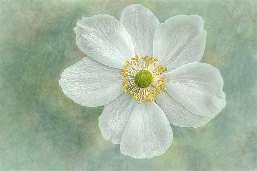 Anemone ein Honorine Joberta, Gilbert Claes von 1x