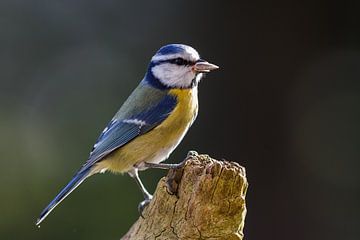 Blauwe Mees van Rolf Pötsch