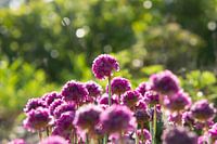 Roze bloemen in de ochtendzon