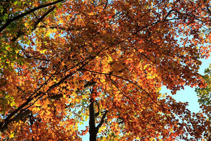 Prachtige beuk van Thomas Jäger