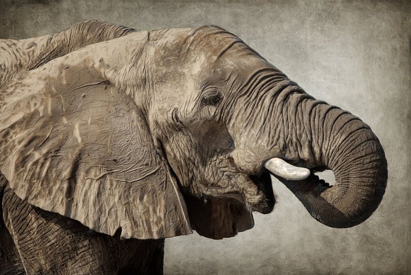 Afrikanischer Elefant von AD DESIGN Photo & PhotoArt