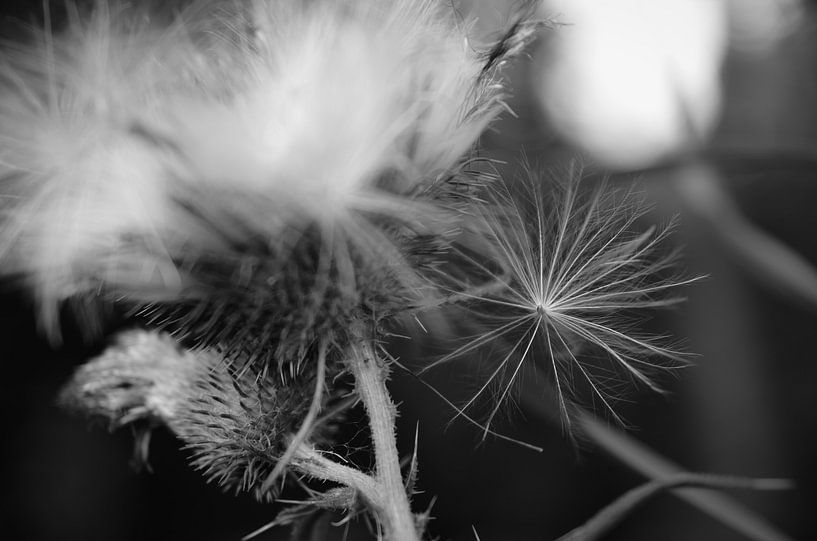 ''Letting go'' zwart/wit, pluisje aan uitgebloeide distel van Byroosmarijn