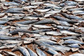 Fischen auf dem Festland von Wilma Hage