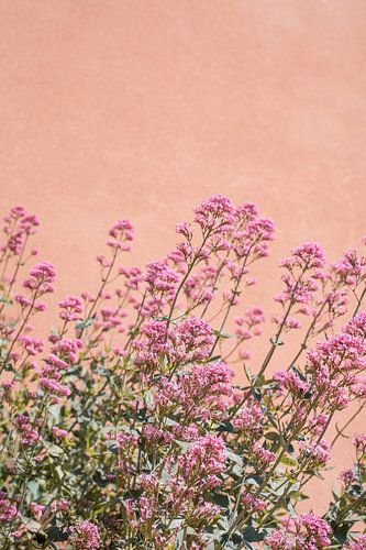 Roze Bloemen In Roussillon, De Franse Provence