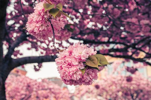 Vintage Roze Kersenbloesem