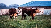 Twee Herefords koeien in Drenthe op landgoed Scholtenszathe 