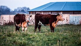 Twee Herefords koeien in Drenthe op landgoed Scholtenszathe  by Dennis Hooiveld