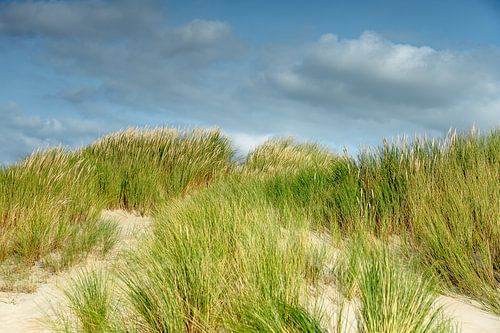 Verstilling in wuivend duinlandschap