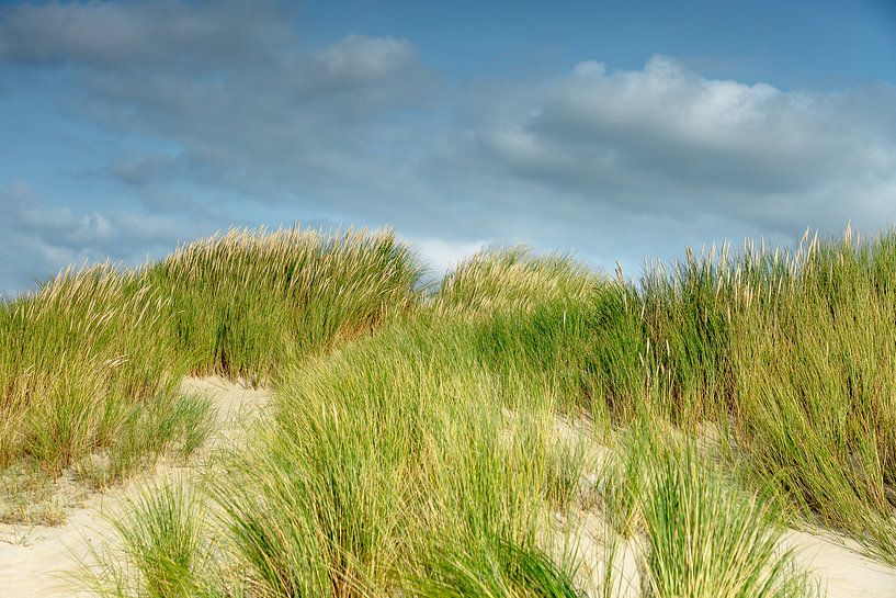 Verstilling in wuivend duinlandschap van Texel eXperience