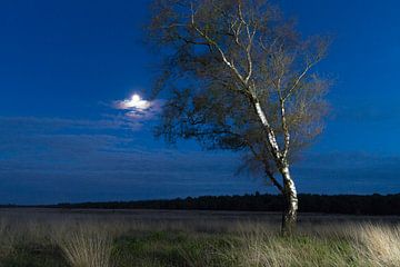 Das Moor bei Nacht von Kim Dalmeijer