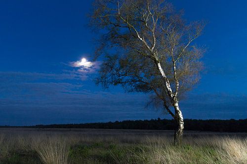 Das Moor bei Nacht