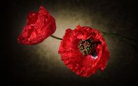 Mohnblumenpower