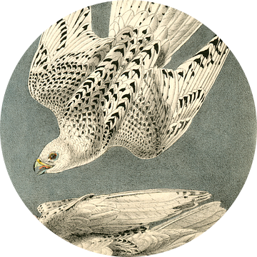 Valk, Iceland or Gyr Falcon., Audubon, John James, 1785-1851