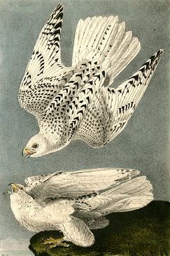 Valk, Iceland or Gyr Falcon., Audubon, John James, 1785-1851