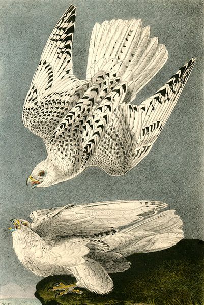 Gerfalke, John James Audubon von Liszt Collection