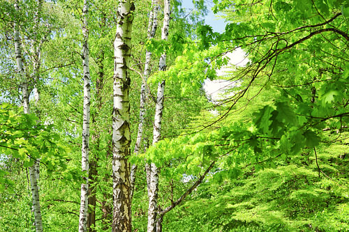 Les couleurs vertes éclatantes des arbres au printemps