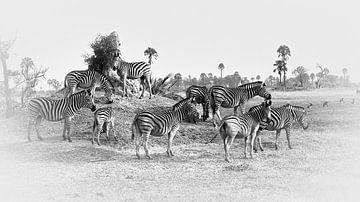 Zebra's in de Savanne van Eric Nagel
