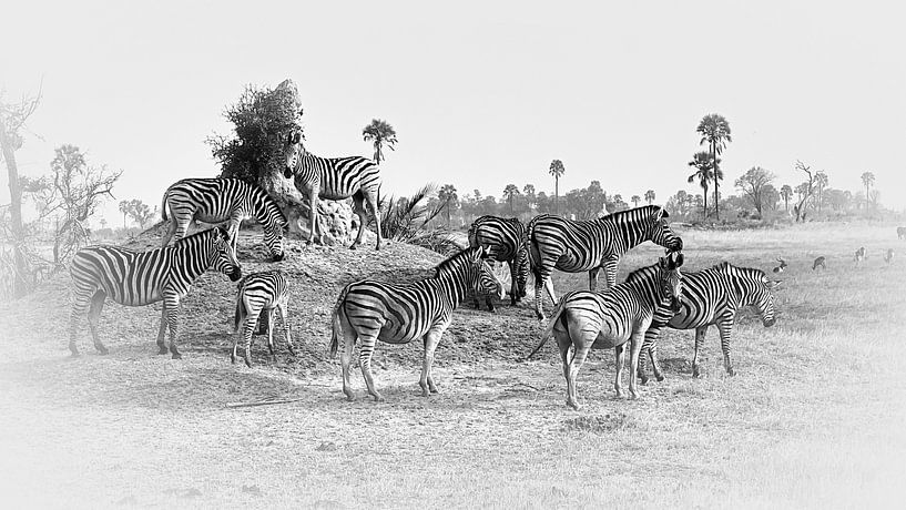 Zebras in der Savanne von Eric Nagel