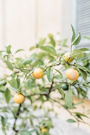 Mediterranean lemon tree in Tuscany, Italy by Nienke van Denderen