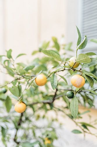Mediterraner Zitronenbaum in der Toskana, Italien