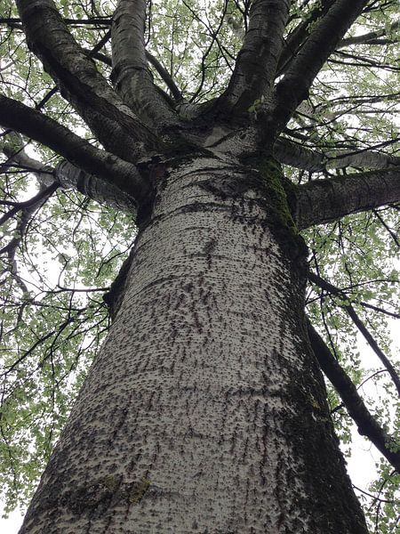 Tree by Esther van de Beek