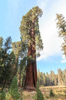 Large sequoia dendron