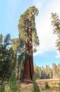 Großer Sequoia-Dendron von Gerben Tiemens Miniaturansicht