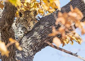 Auge in Auge mit einem Leoparden von Lennart Verheuvel