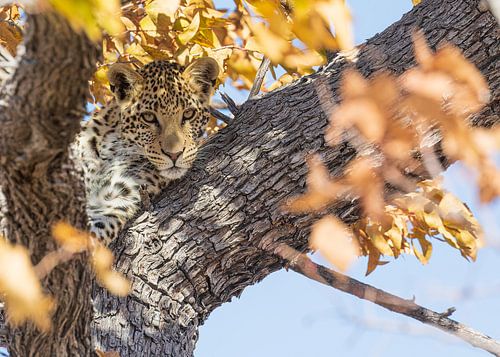 Eye to Eye with a Leopard