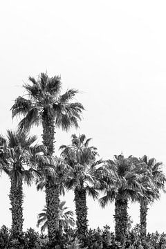 Palmboom impressie in zwart en wit