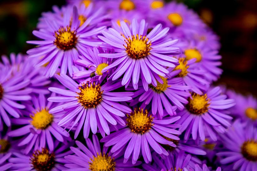 Beautiful blossoms in the home garden by Oliver Hlavaty