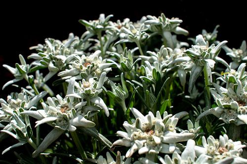 Alpen edelweiss in het zonnetje met zwarte achtergrond