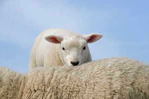 Agneau